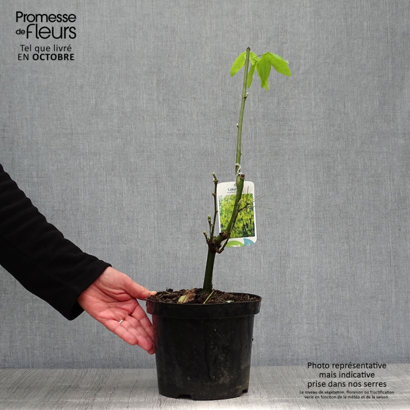 Amostra de Laburnum watereri Vossii Vaso de 3 L/4 L tal como entregue no outono