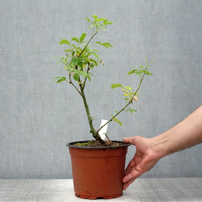 Amostra de Laburnum watereri Vossii Vaso de 3 L/4 L tal como entregue no verão
