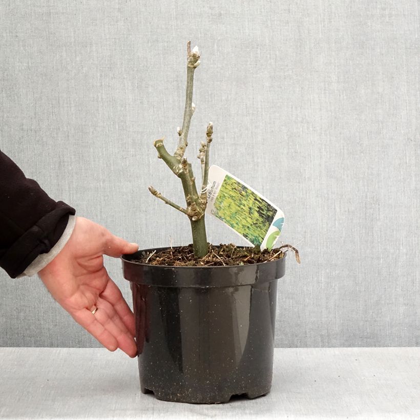 Amostra de Laburnum watereri Vossii Vaso de 3 L/4 L tal como entregue na primavera