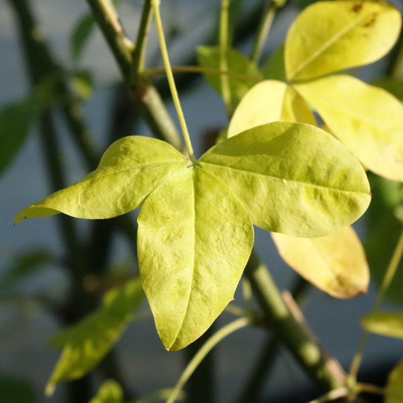 Laburnum watereri Vossii (Folhagem)