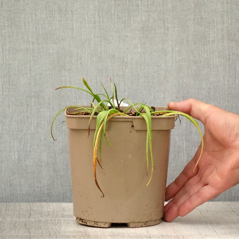 Amostra de Lachenalia African Beauty Namakwa Vaso de 2 L/3 L tal como entregue no verão