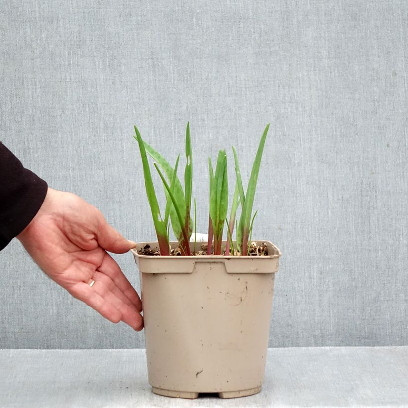 Amostra de Lachenalia Rosabeth Vaso de 3 L/4 L tal como entregue no outono