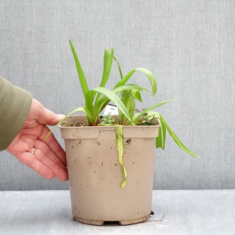 Amostra de Lachenalia Rosabeth - Coucou du Cap Vaso de 3 L/4 L tal como entregue no inverno