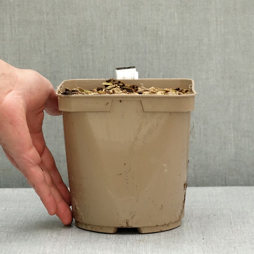 Amostra de Lachenalia Rosabeth Vaso de 3 L/4 L tal como entregue na primavera