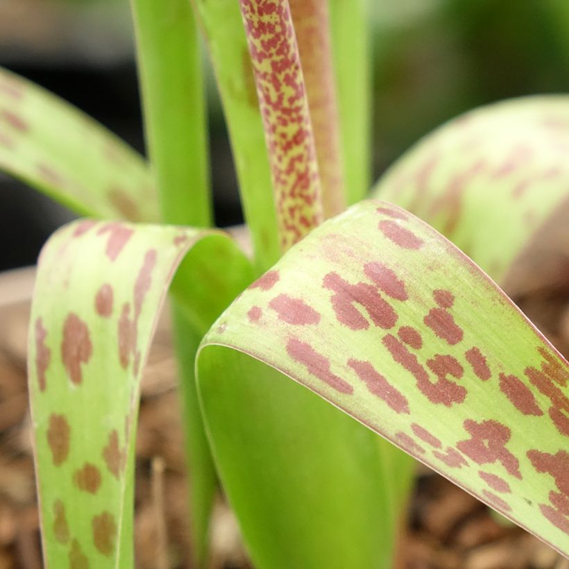 Lachenalia African Beauty Rupert (Folhagem)