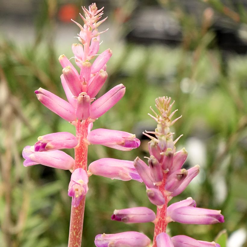 Lachenalia African Beauty Rupert (Floração)