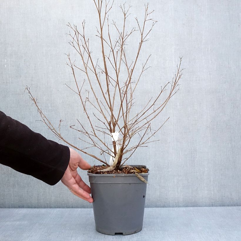 Amostra de Árvore-de-júpiter Camaïeu d'Eté - Lagerstroemia indica Vaso de 4 L/5 L tal como entregue na primavera