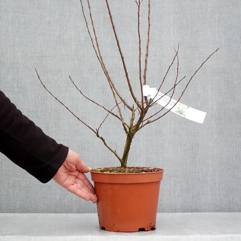 Amostra de Árvore-de-júpiter Enduring White - Lagerstroemia indica Vaso de 3 L/4 L tal como entregue na primavera