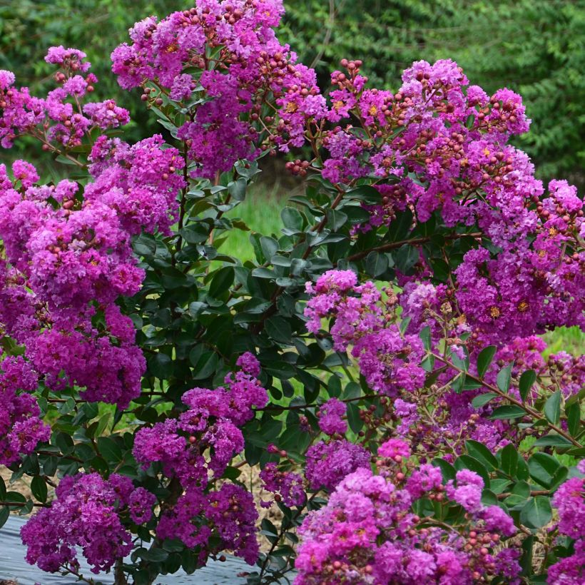 Árvore-de-júpiter Violet d'Eté indyvio - Lagerstroemia indica (Floração)