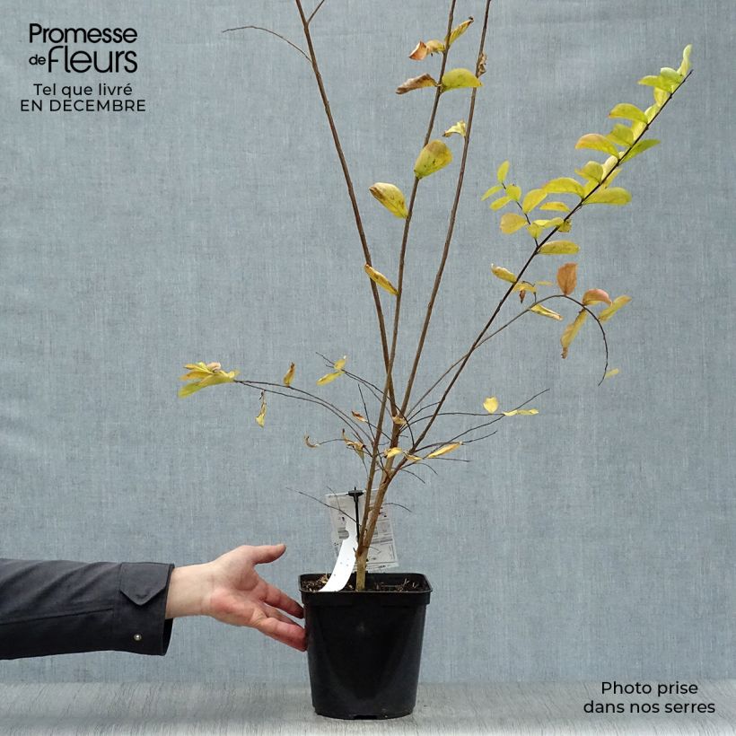 Amostra de Árvore-de-júpiter Violet d'Eté indyvio - Lagerstroemia indica Vaso de 3 L/4 L tal como entregue no inverno