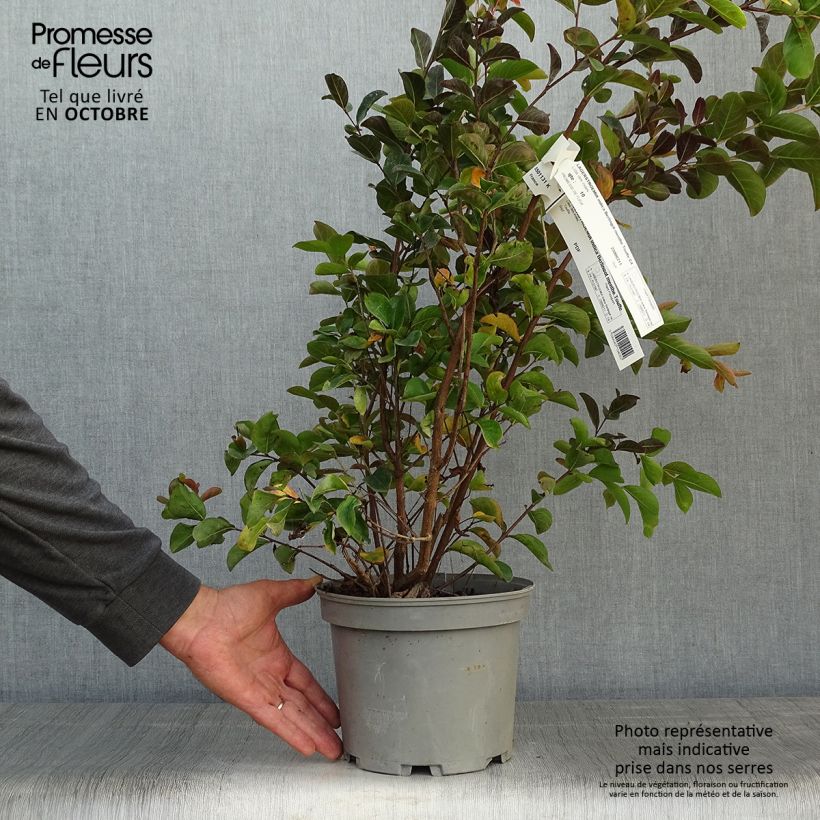 Amostra de Árvore-de-júpiter Berlingot Menthe - Lagerstroemia indica Vaso de 3 L/4 L, Arbusto tal como entregue no outono