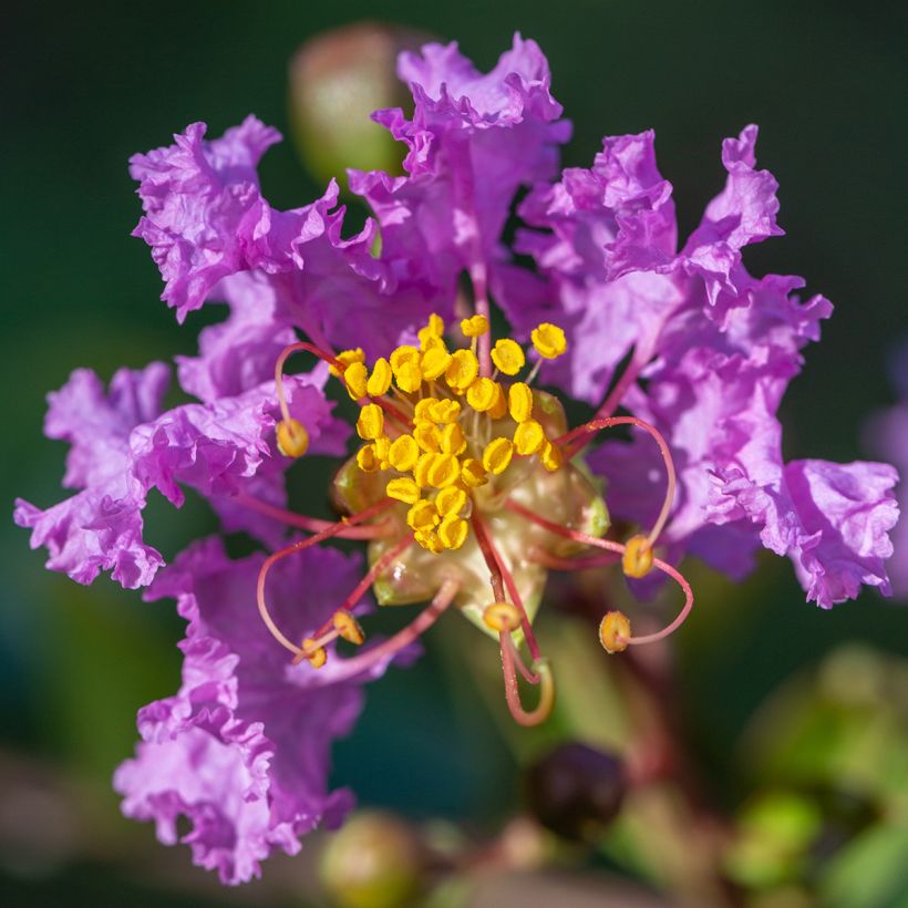 Árvore-de-júpiter Black Diamond Lavender Lace - Lagerstroemia indica (Floração)