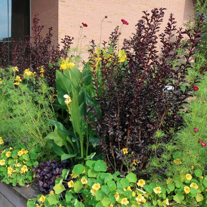 Árvore-de-júpiter Black Diamond Lavender Lace - Lagerstroemia indica (Hábito)