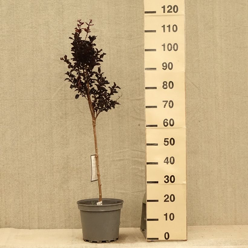 Amostra de Árvore-de-júpiter Black Diamond Lavender Lace - Lagerstroemia indica Vaso de 7,5 L/10 L tal como entregue no verão