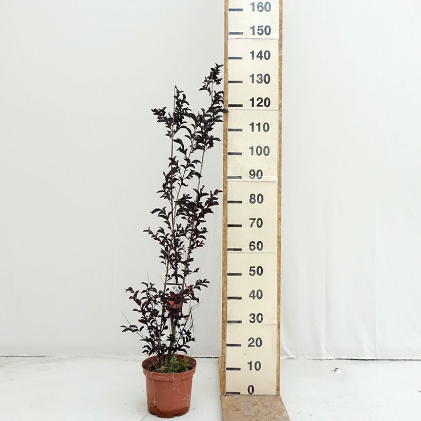 Amostra de Árvore-de-júpiter Black Solitaire Crimson Red - Lagerstroemia indica Vaso de 3 L/4 L tal como entregue no verão