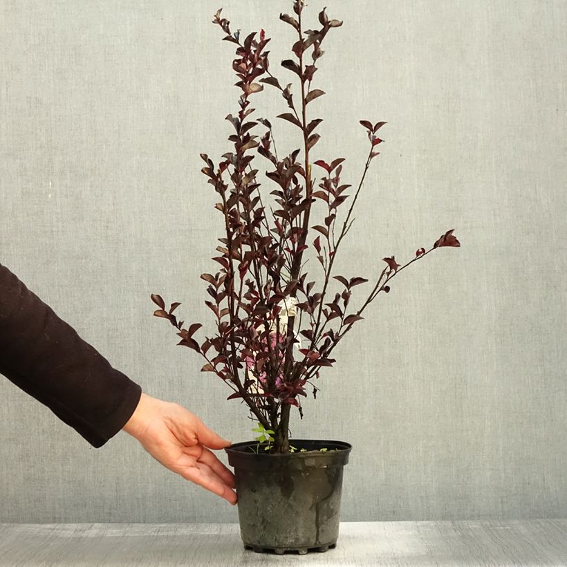 Amostra de Árvore-de-júpiter Black Solitaire Purely Purple - Lagerstroemia indica Vaso de 3 L/4 L, Arbusto tal como entregue no outono