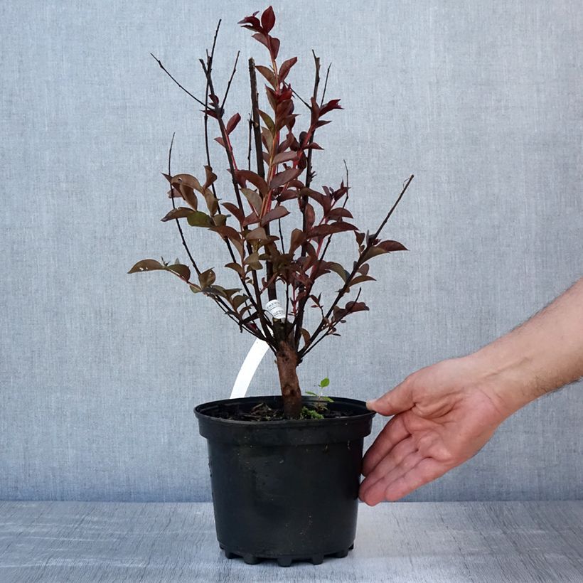 Amostra de Árvore-de-júpiter Black Solitaire Purely Purple - Lagerstroemia indica Vaso de 3 L/4 L, Arbusto tal como entregue no verão