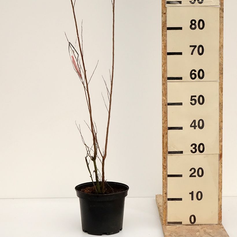 Amostra de Lagerstroemia indica Black Solitaire (Black Diamond) Red Hot - Lilas des Indes Vaso de 4 L/5 L tal como entregue no inverno