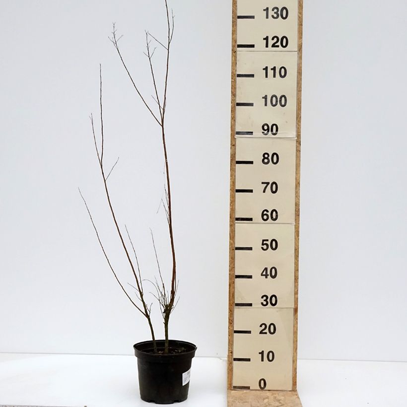 Amostra de Árvore-de-júpiter Black Solitaire Red Hot - Lagerstroemia indica Vaso de 4 L/5 L tal como entregue na primavera