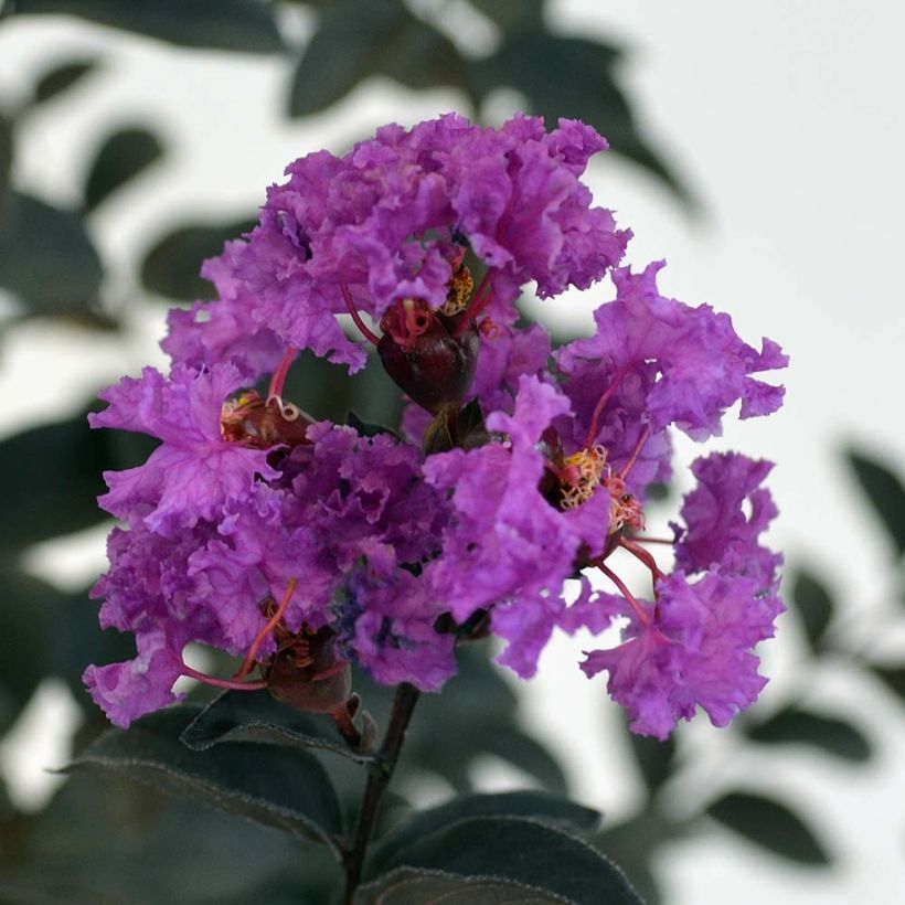 Árvore-de-júpiter Black Solitaire Purely Purple - Lagerstroemia indica (Floração)