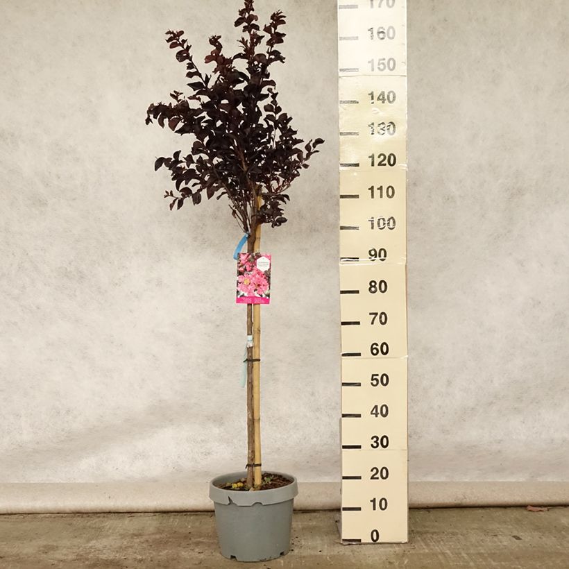 Amostra de Árvore-de-júpiter Black Solitaire Shell Pink - Lagerstroemia indica Vaso de 7,5 L/10 L, Meia haste tal como entregue no verão