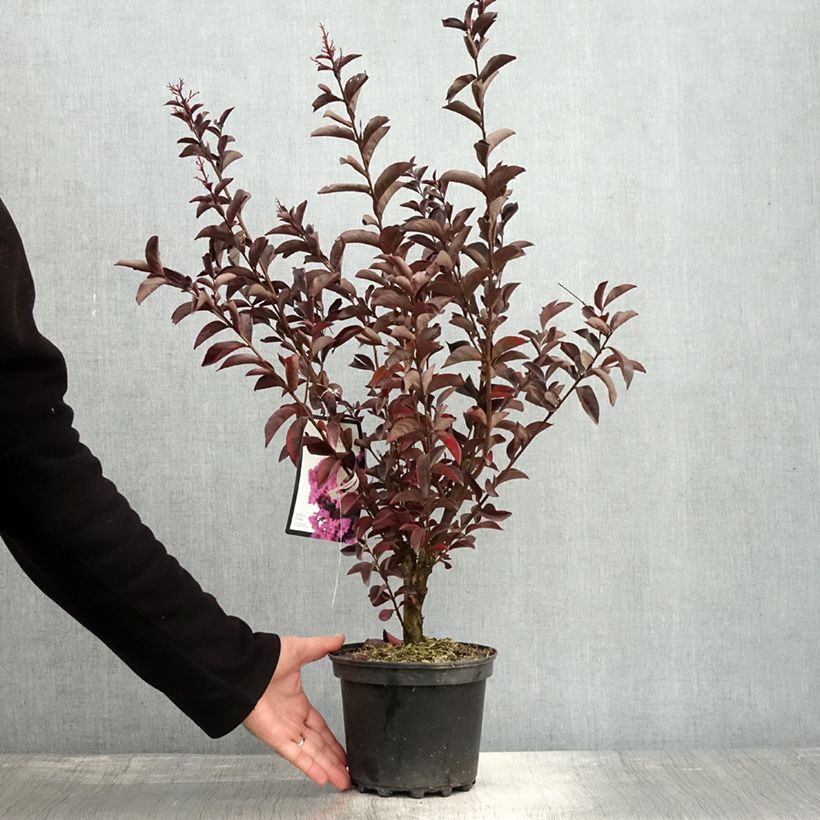 Amostra de Árvore-de-júpiter Black Solitaire Shell Pink - Lagerstroemia indica Vaso de 3 L/4 L tal como entregue no outono