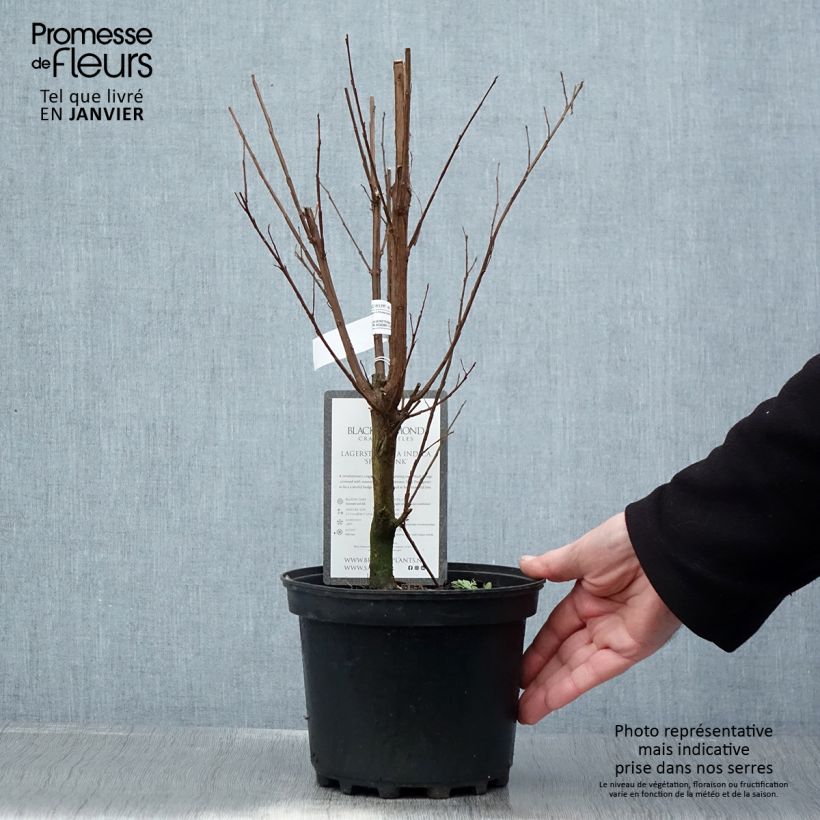 Amostra de Árvore-de-júpiter Black Solitaire Shell Pink - Lagerstroemia indica Vaso de 3 L/4 L tal como entregue no inverno