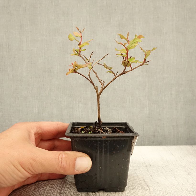 Amostra de Árvore-de-júpiter Cherry - Lagerstroemia indica Vaso de 8/9 cm tal como entregue no outono