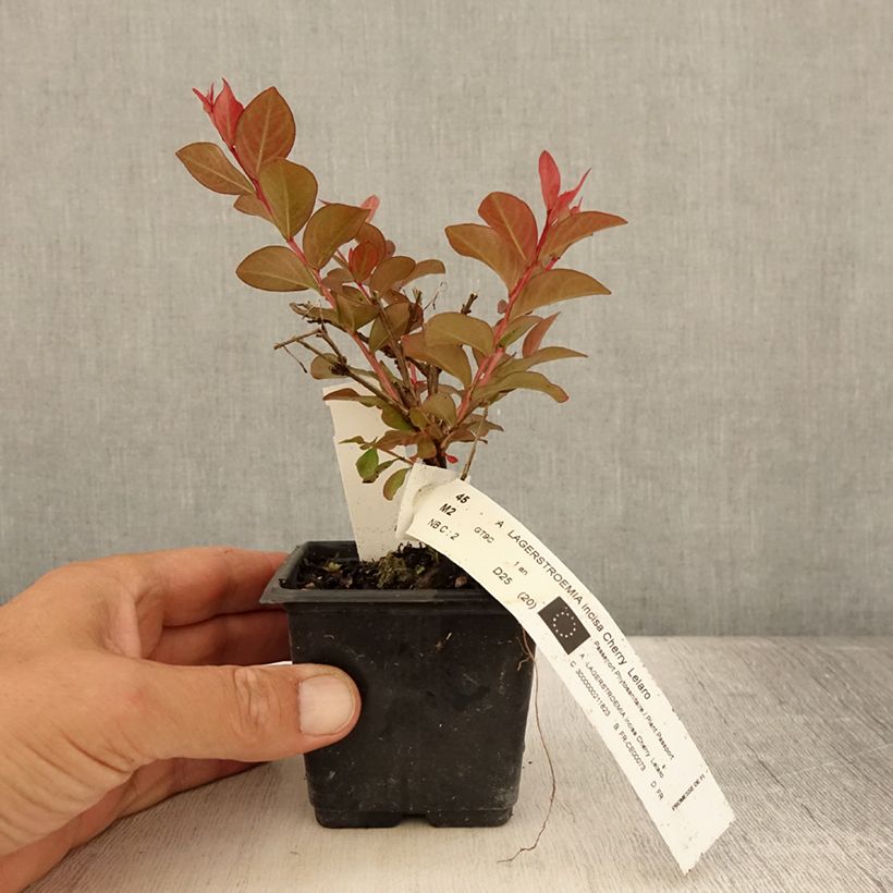 Amostra de Árvore-de-júpiter Cherry - Lagerstroemia indica Vaso de 8/9 cm tal como entregue no verão