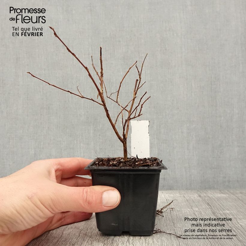 Amostra de Árvore-de-júpiter Cherry - Lagerstroemia indica Vaso de 8/9 cm tal como entregue no inverno