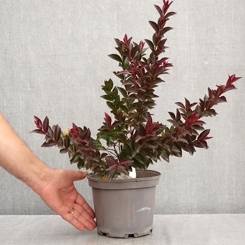 Amostra de Árvore-de-júpiter Double Feature - Lagerstroemia indica Vaso de 2 L/3 L tal como entregue no verão