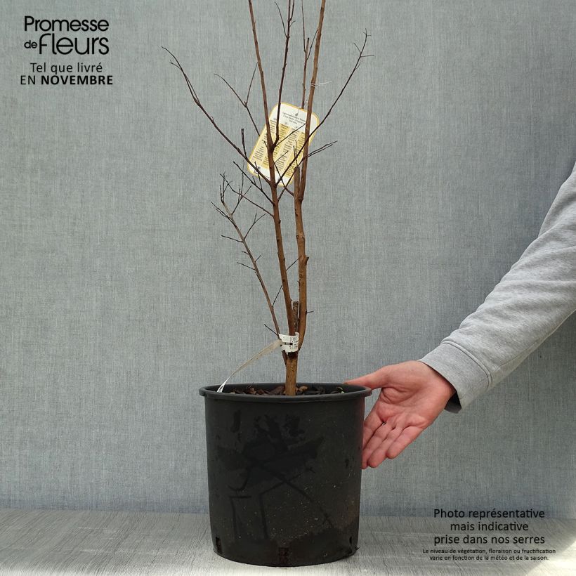Amostra de Árvore-de-júpiter Dynamite - Lagerstroemia indica Vaso de 7,5 L/10 L tal como entregue no outono