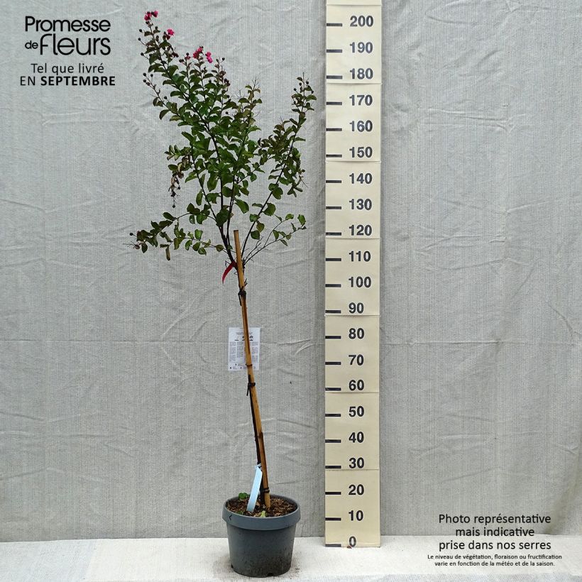 Amostra de Árvore-de-júpiter Dynamite - Lagerstroemia indica Vaso de 7,5 L/10 L, Haste tal como entregue no outono
