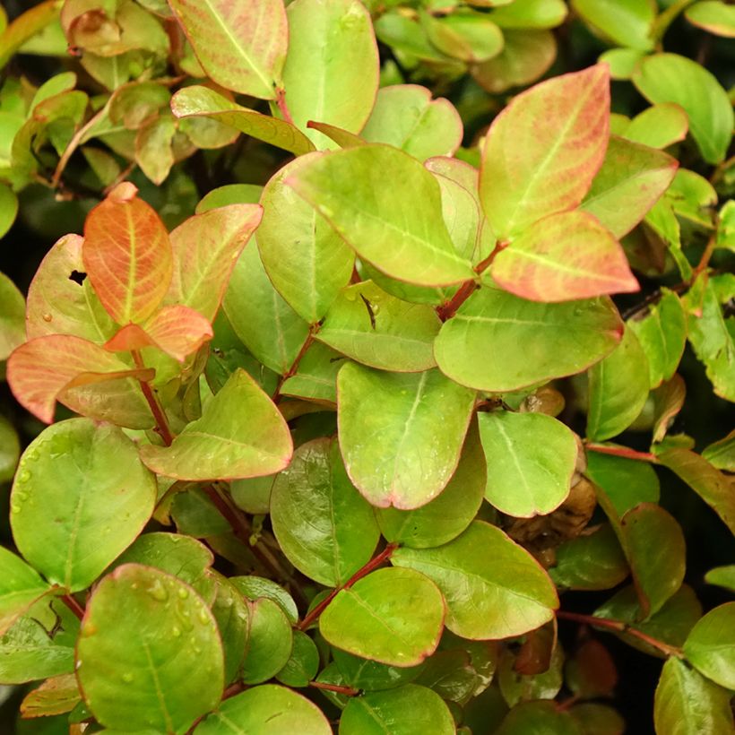 Árvore-de-júpiter Dynamite - Lagerstroemia indica (Folhagem)