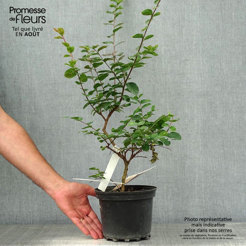 Amostra de Árvore-de-júpiter Jacqueline Desmartis - Lagerstroemia indica Vaso de 3 L/4 L tal como entregue no verão
