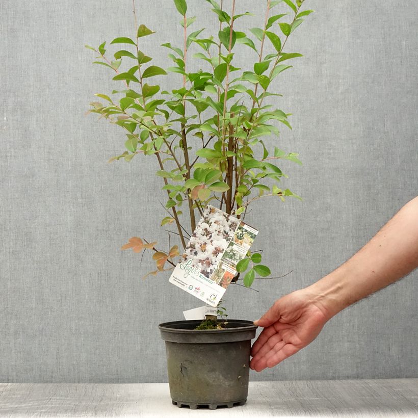Amostra de Árvore-de-júpiter Kimono - Lagerstroemia indica Vaso de 3 L/4 L tal como entregue no verão