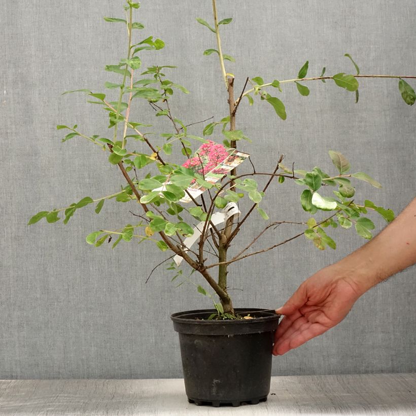 Amostra de Árvore-de-júpiter La Mousson - Lagerstroemia indica Vaso de 3 L/4 L tal como entregue no verão