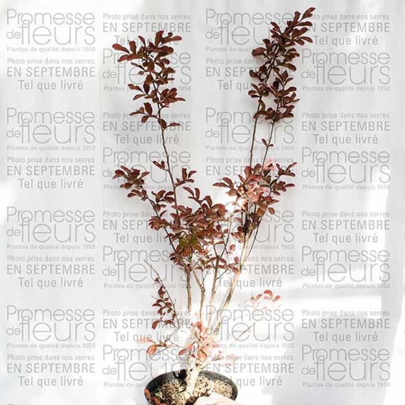 Exemplo de amostra de Lagerstroemia indica Mauve - Lilas des Indes Pot de 2L/3L tal como entregue