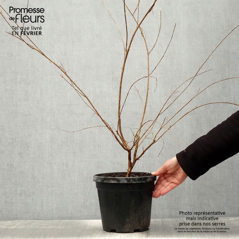 Amostra de Lagerstroemia indica Nivea - Lilas des Indes Vaso de 6 L/7 L tal como entregue no inverno