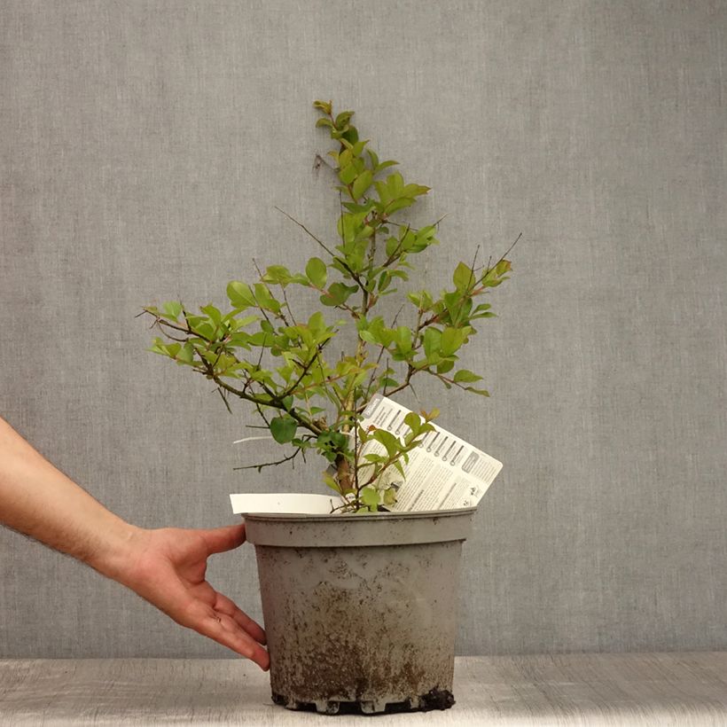 Amostra de Árvore-de-júpiter Pécharmant - Lagerstroemia indica Vaso de 7,5 L/10 L tal como entregue no verão