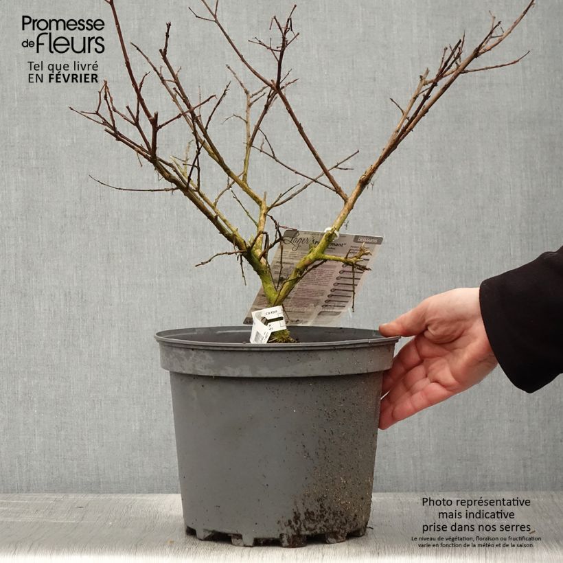 Amostra de Lagerstroemia indica Pécharmant - Lilas des Indes Vaso de 7,5 L/10 L tal como entregue no inverno