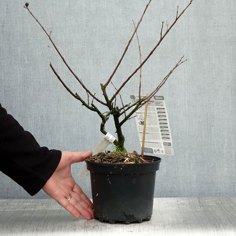 Amostra de Árvore-de-júpiter Périgord Pourpre - Lagerstroemia indica Vaso de 3 L/4 L tal como entregue no outono