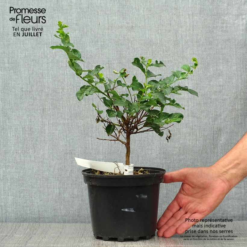 Amostra de Árvore-de-júpiter Petite Canaille mauve - Lagerstroemia indica Vaso de 3 L/4 L tal como entregue no verão