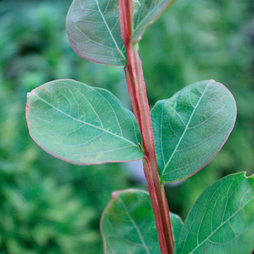 Árvore-de-júpiter Petite Canaille mauve - Lagerstroemia indica (Folhagem)