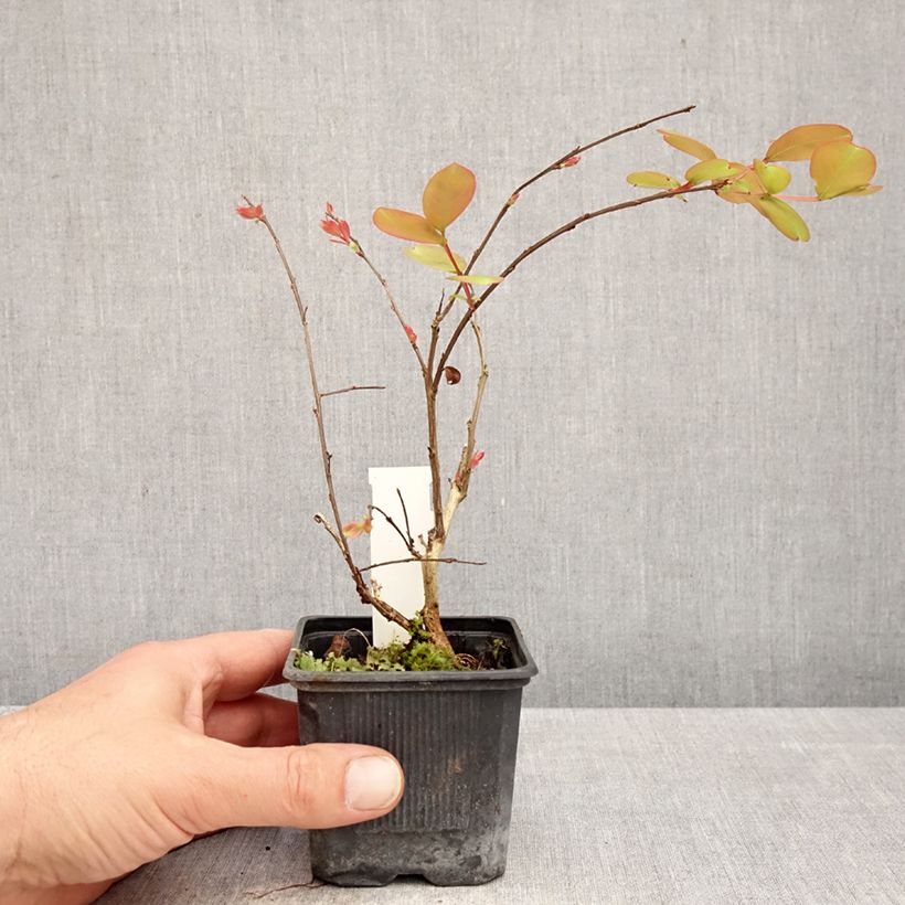 Amostra de Árvore-de-júpiter Petite Snow - Lagerstroemia indica Vaso de 8/9 cm tal como entregue na primavera