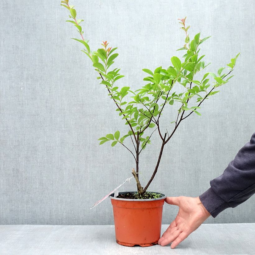 Amostra de Lagerstroemia indica Pink Grand Sud - Lilas des Indes Vaso de 3 L/4 L tal como entregue na primavera