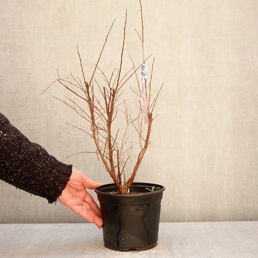 Amostra de Árvore-de-júpiter Pink Grand Sud - Lagerstroemia indica Vaso de 3 L/4 L, Arbusto tal como entregue no inverno