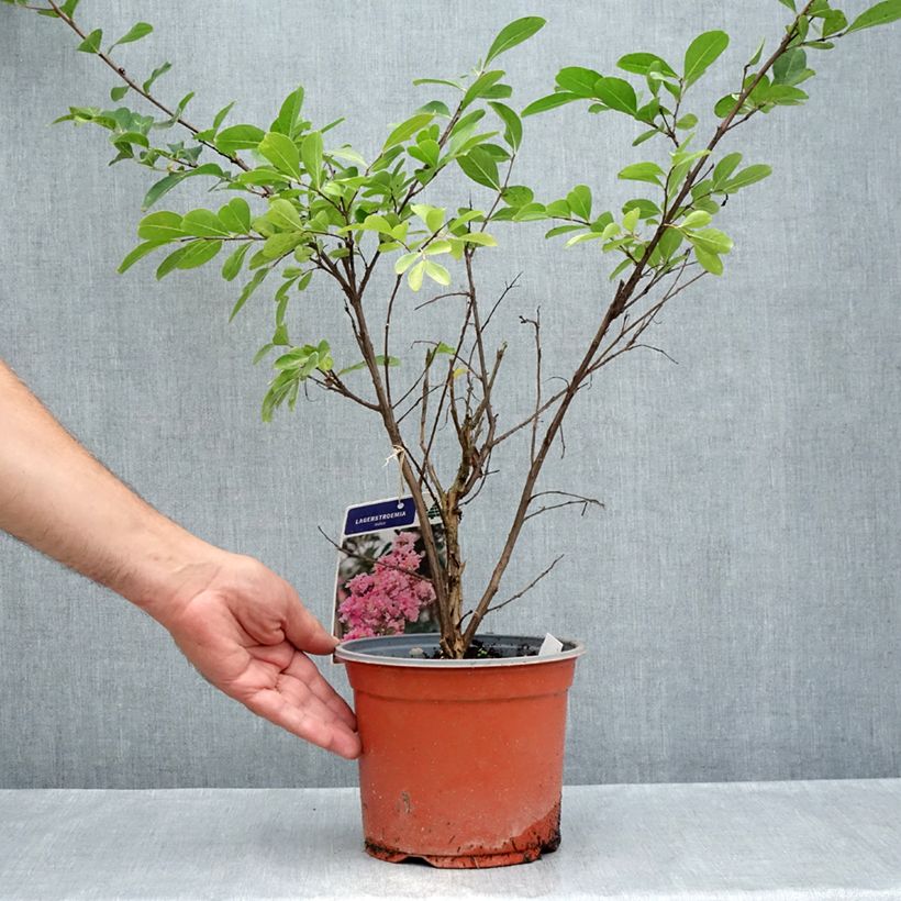 Amostra de Árvore-de-júpiter Pink Grand Sud - Lagerstroemia indica Vaso de 3 L/4 L, Arbusto tal como entregue no verão