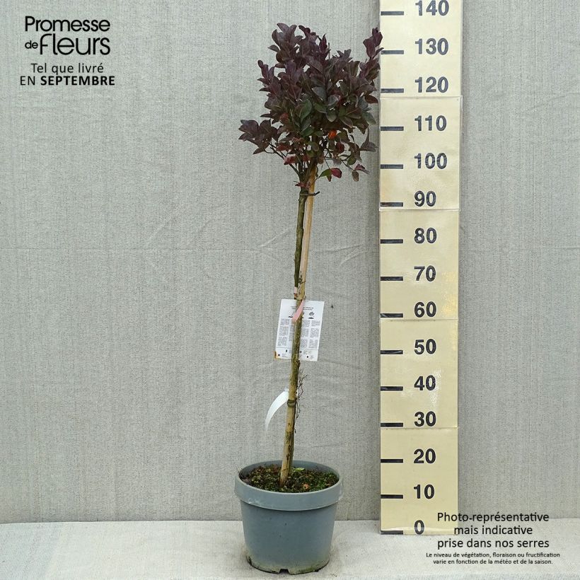 Amostra de Árvore-de-júpiter Pink Velours - Lagerstroemia indica Vaso de 7,5 L/10 L tal como entregue no verão