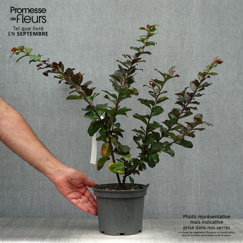Amostra de Árvore-de-júpiter Pink Velours - Lagerstroemia indica Vaso de 3 L/4 L tal como entregue no outono
